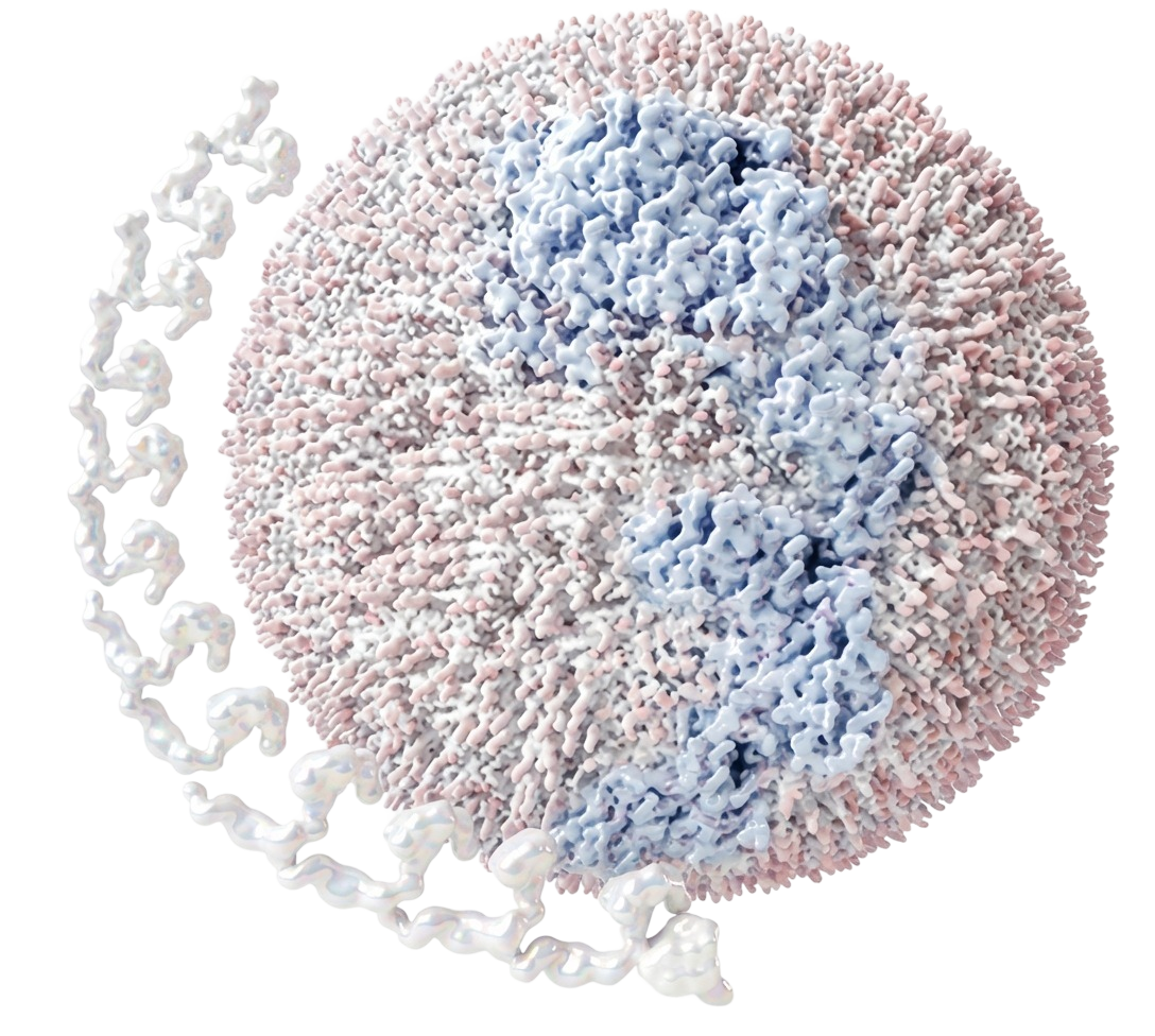 Representación 3D de Lipoproteína(a)